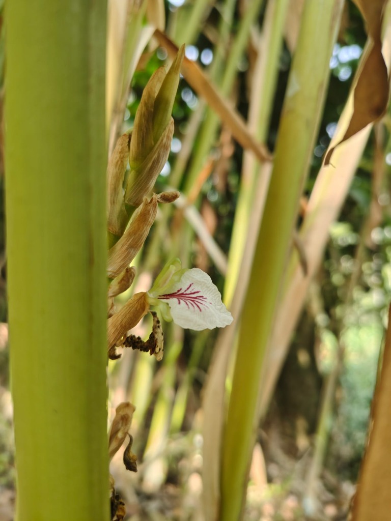 Green Cardamom